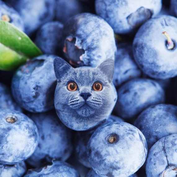 D3SOX's avatar: a blue cat among blueberries